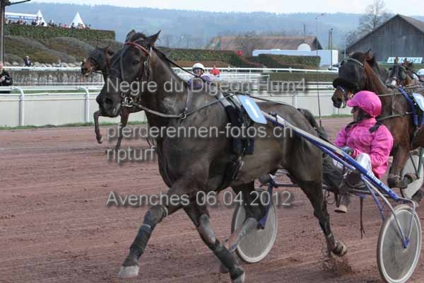 Negre du Digeon Hum4   prot